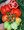 Red Pepper Stuffer Tomato