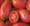 Sheboygan Tomato