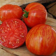 Solar Flare Tomato