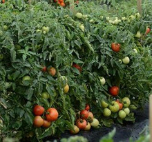 Stellar Tomato