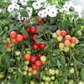 Cherry Fountain Red Tomato Seeds