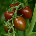 Chocolate Sprinkles Tomato Seeds