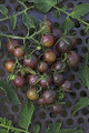 Dusky Cocktail Tomato Seeds