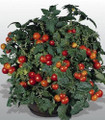 Gardeners Delight Tomato Seeds