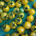 Juicy Fruit Tomato Seeds