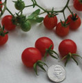 Mexico Midget Tomato Seeds