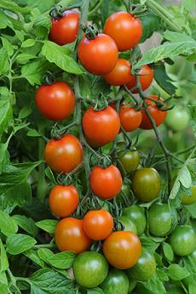 Orange Zinger Tomato Seeds - Pase Seeds
