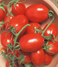 La Roma Tomato