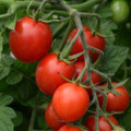Sugar Rush Tomato Seeds