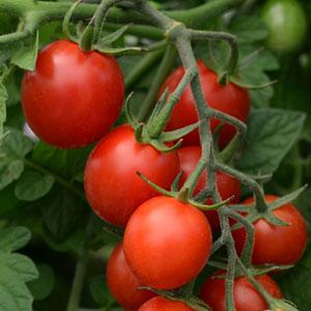 sugar rush tomato