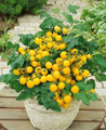 Window Box Yellow Tomato Seeds