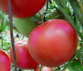 Beefsteak Pink Tomato