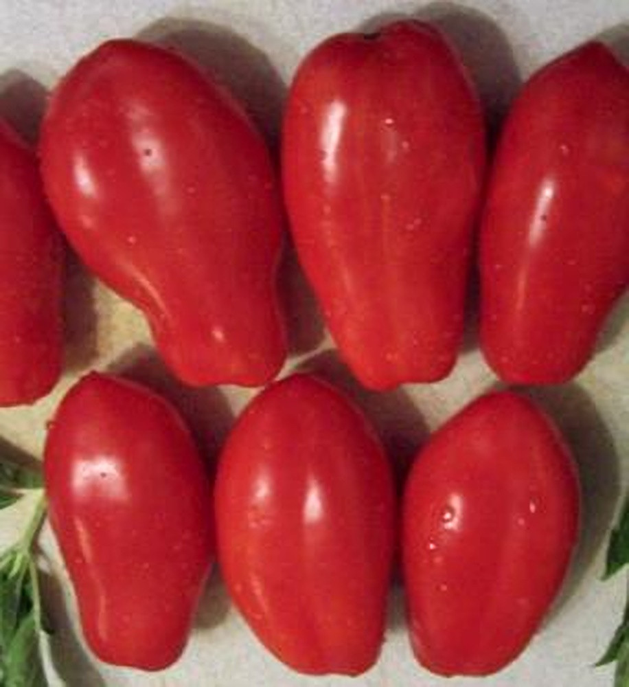 French Salsa Tomato Seeds - Pase Seeds