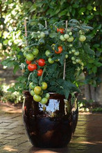 Little Sicily Tomato Seeds - Pase Seeds