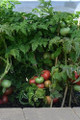 Tidy Rose Tomato