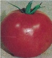WayAhead Tomato