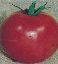 WayAhead Tomato