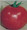 WayAhead Tomato