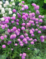 Gomphrena Las Vegas Pink Seeds