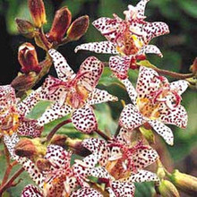 Tricyrtis Toad Lily Hirta x Miyazaki