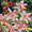 Tricyrtis Toad Lily Hirta x Miyazaki