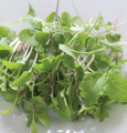 Micro Salad Mix Mild Greens Seeds