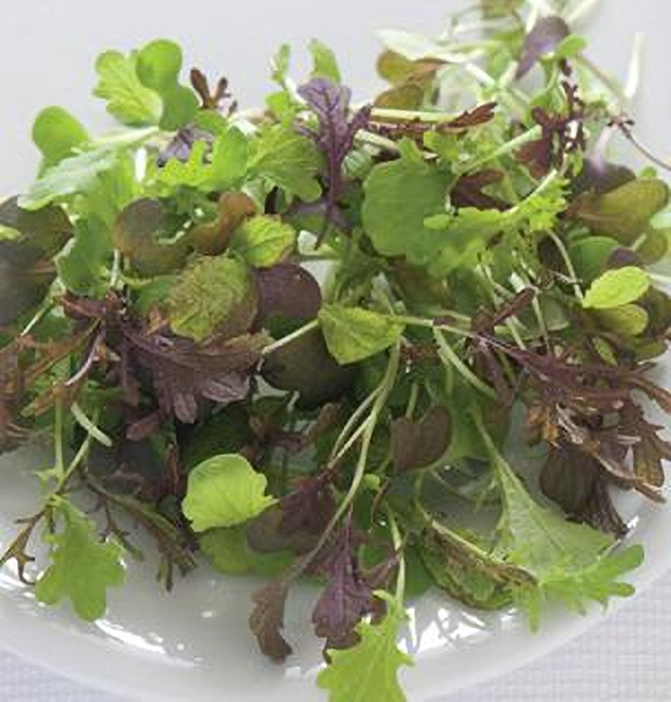 Micro Salad Mix Spicy Greens Seeds Pase Seeds