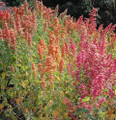 Quinoa Brillant Rainbow Greens
