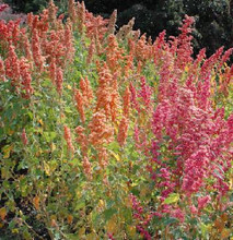 Quinoa Brillant Rainbow Greens
