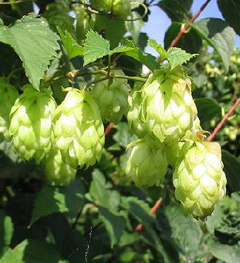 Hops Perennial Seeds Pase Seeds