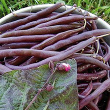 Royalty Purple Pod Beans