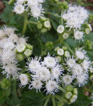 Ageratum MiniMound Series White Seeds