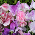 Sweet Pea Streamers Bicolor Mix Seeds