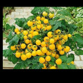 Patio Choice Yellow F1 Tomato Seeds