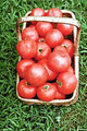 Ozark Pink Tomato