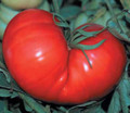 Promotional Seed Pack Tomato Beefsteak 100 seeds