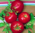 Promotional Seed Pack Tomato Ace 55 100 seeds
