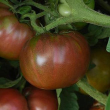 DarkStar Tomato