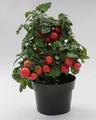 Sweet N Neat Cherry Scarlet Tomato