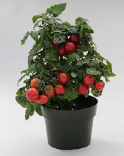 Sweet N Neat Cherry Scarlet Tomato