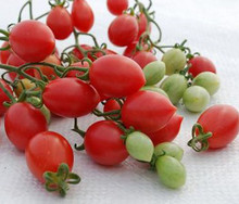 Tomato Pink Champagne Seeds