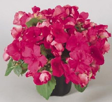 Candy Neon Rose Impatien Seeds
