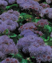 Ageratum Bass Lake Marina Seeds