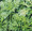 Greens Garland Serrate Leaf