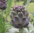 Artichoke Violet