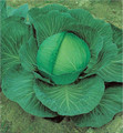 Cabbage OS Cross