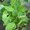 Amaranth Chinese Spinach Round Green Leaf