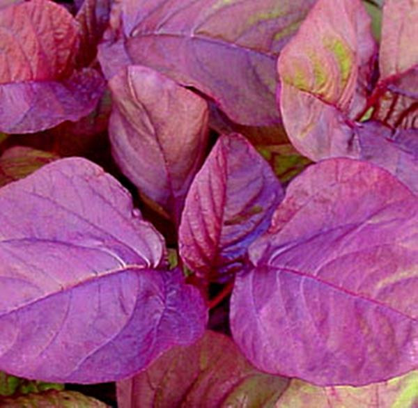 Amaranth Chinese Spinach Asia Red Vegetable Seeds
