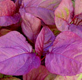 Amaranth Chinese Spinach Asia Red