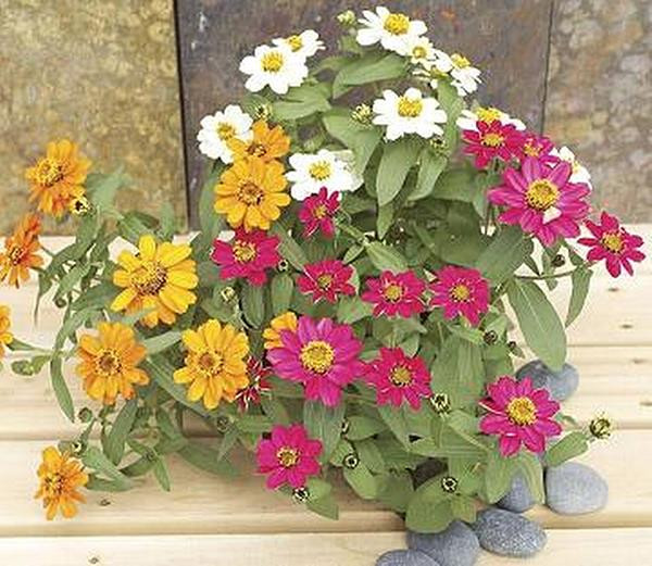 Zinnia Profusion Mix Annual Seeds